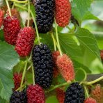 Moruša trpasličia (Morus rotundiloba) 'Mojo Berry' ® - výška 50-60 cm, kont. C3L